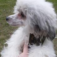 Chinese crested powder puff Verner