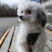 Chinese crested powder puff Verner