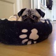 Mops Greenlands anton