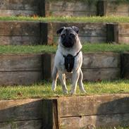 Mops Greenlands anton