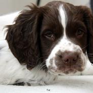 Engelsk springer spaniel Sako