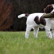 Engelsk springer spaniel Sako