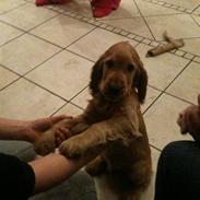 Cocker spaniel Marley