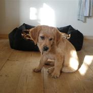 Golden retriever Thor