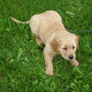 Golden retriever Thor