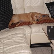 Golden retriever Thor