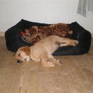 Golden retriever Thor