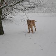 Golden retriever Thor