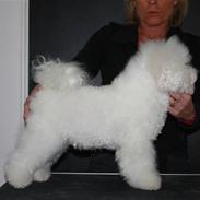 Bichon à poil frisé Una