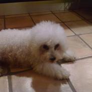 Bichon à poil frisé Una