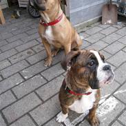 Olde english bulldogge Bullforce Luna Athlet "RIP"