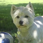 West highland white terrier Frida/ kni's snow crystal
