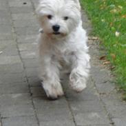 West highland white terrier Frida/ kni's snow crystal