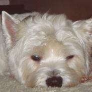 West highland white terrier Frida/ kni's snow crystal