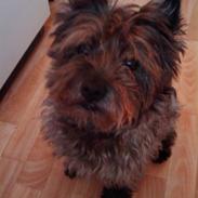 Cairn terrier Rufus