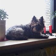 Cairn terrier Rufus