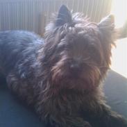 Cairn terrier Rufus