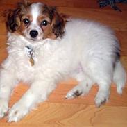 Papillon picasso