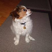 Papillon picasso