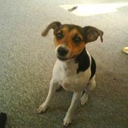 Dansk svensk gaardhund Nugga