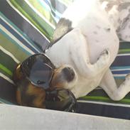 Dansk svensk gaardhund Nugga