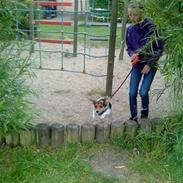 Dansk svensk gaardhund Nugga