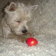 West highland white terrier Frida/ kni's snow crystal