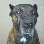 Dogo canario cisko R:I:P