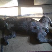 Dogo canario cisko R:I:P