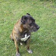 Dogo canario cisko R:I:P