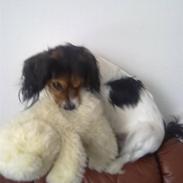 Blanding af racer pjuske