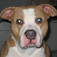 Amerikansk staffordshire terrier Hera