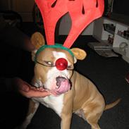 Amerikansk staffordshire terrier Hera