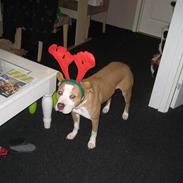 Amerikansk staffordshire terrier Hera