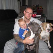 Amerikansk staffordshire terrier Hera