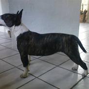 Bullterrier miniature Ofra