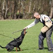 Dobermann GOF Excellent Estrella