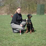 Dobermann GOF Excellent Estrella