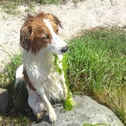 Kooikerhondje Høgedals Zita