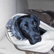 Labrador retriever Dexter