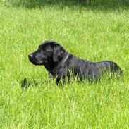 Labrador retriever Dexter