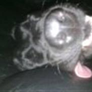 Blanding af racer Baby