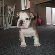 Engelsk bulldog Don