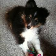 Shetland sheepdog Isme