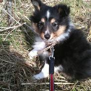 Shetland sheepdog Isme