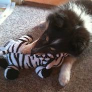 Shetland sheepdog Isme