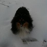 Shetland sheepdog Isme