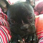 Fransk bulldog Hanne