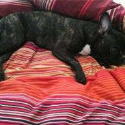 Fransk bulldog Hanne