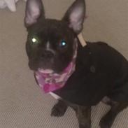 Fransk bulldog Hanne